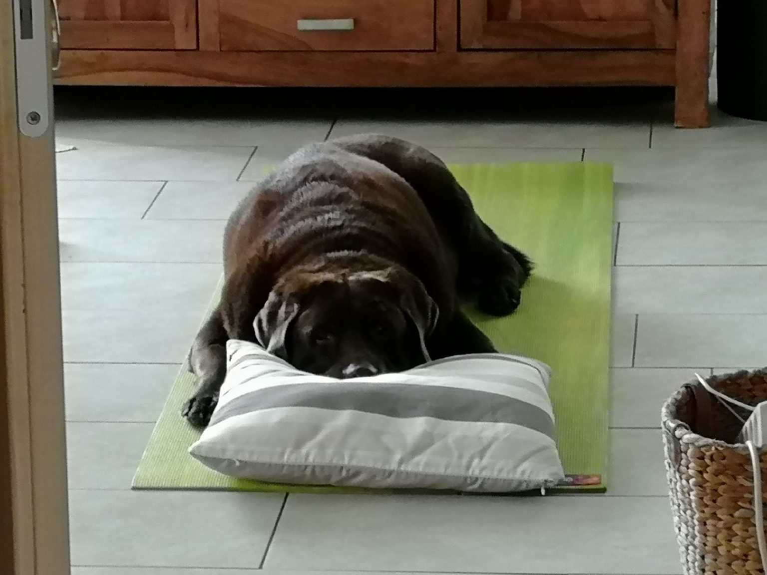 I’m easy Entspannung für Deinen Hund Beziehungskiste Hundeschule